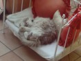 /album/minou-la-gattina-di-casa/a2012-09-08-11-19-38-jpg/